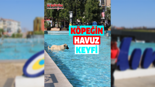 Aydın’da sıcaktan bunalan köpeğin havuz keyfi