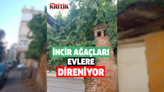 İncir ağaçları apartmanlara direniyor