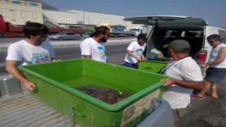 İzmir’de yaralanan caretta caretta Aydın’da tedavi edildi