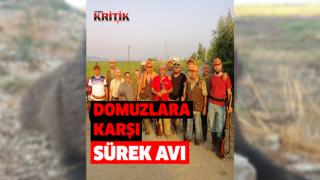 Söke’de üreticinin korkulu rüyası domuzlara karşı sürek avı devam ediyor