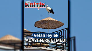 Vefalı leylek adayı terk etmedi