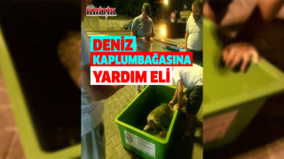 Yaralı deniz kaplumbağasına EKODOSD’dan yardım eli