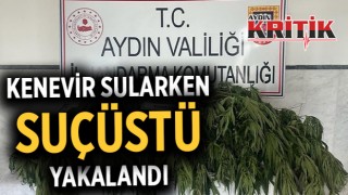 Kenevir sularken suçüstü yakalandı