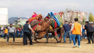 Ege’de develer arenaya indi, sezonun ilk güreşi Umurlu’da başladı