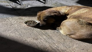 Sahibini depremde kaybeden köpeğin görüntüleri izleyenleri şaşırttı