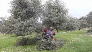 Efeler’deki zeytin bahçelerinde bakım çalışmaları devam ediyor