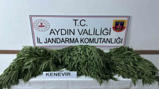 Aydın’da 90 kök kenevir ele geçirildi