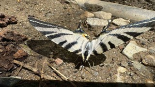 Türkiye’de nadir görülen zebra kırlangıç kuyruklu kelebek Aydın’da görüntülendi