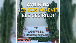 Aydın'da 196 kök kenevir ele geçirildi