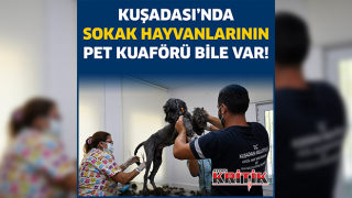 KUŞADASI’NDA SOKAK HAYVANLARININ PET KUAFÖRÜ BİLE VAR!