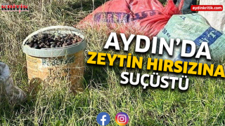 Aydın'da zeytin hırsızına suçüstü