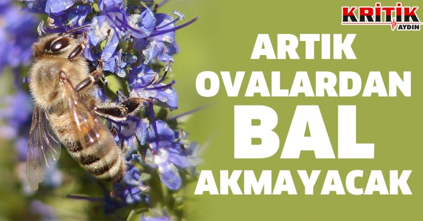 Artık Ovalardan Bal Akmayacak