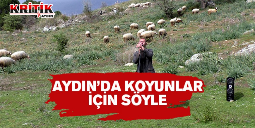 Aydın'da koyunlar için söyle