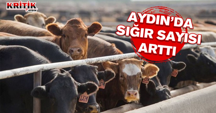 Aydın'da sığır sayısı arttı