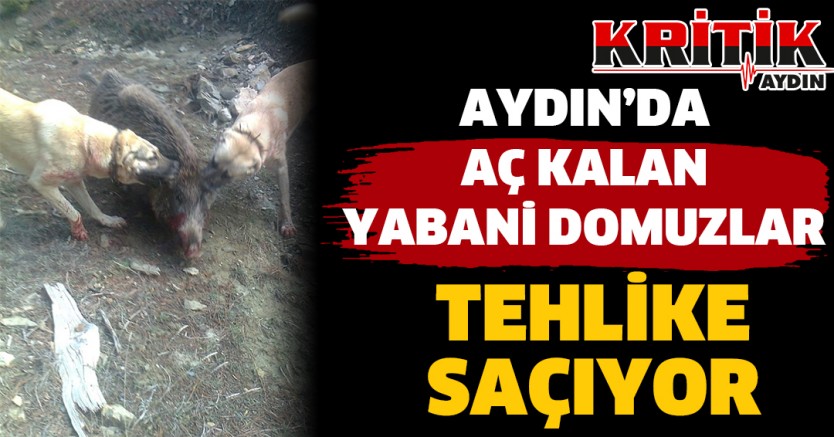 Aydın'da Yabani Domuzlar Tehlike Saçıyor