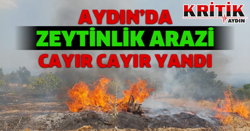 Aydın'da zeytinlik cayır cayır yandı