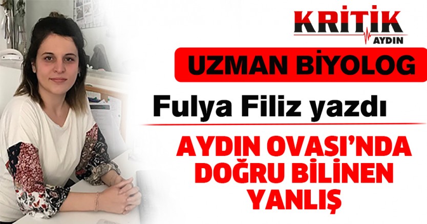 Aydın Ovası'nda doğru bilinen yanlış!