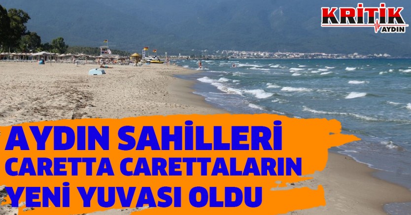 Aydın sahilleri caretta carettaların yeni yuvası oldu