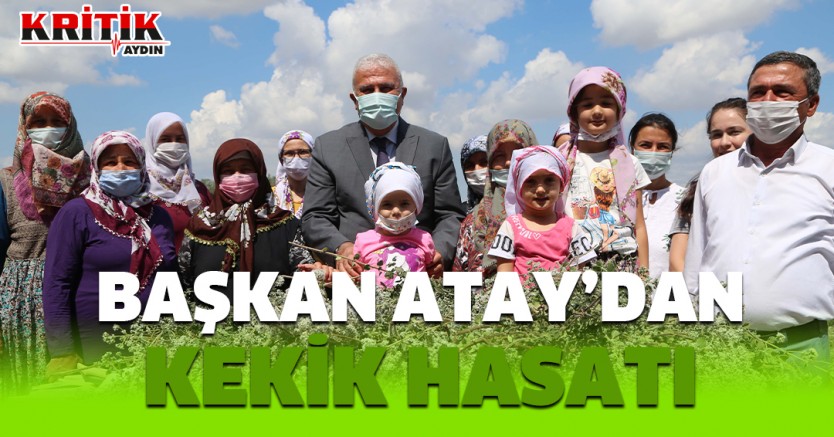 Başkan Atay'dan Kekik Hasatı