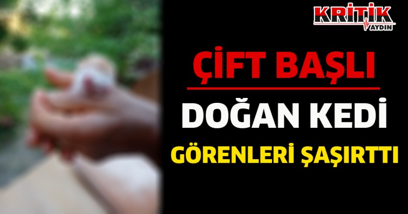 Çift Başlı Doğan Kedi Görenleri Şaşırttı