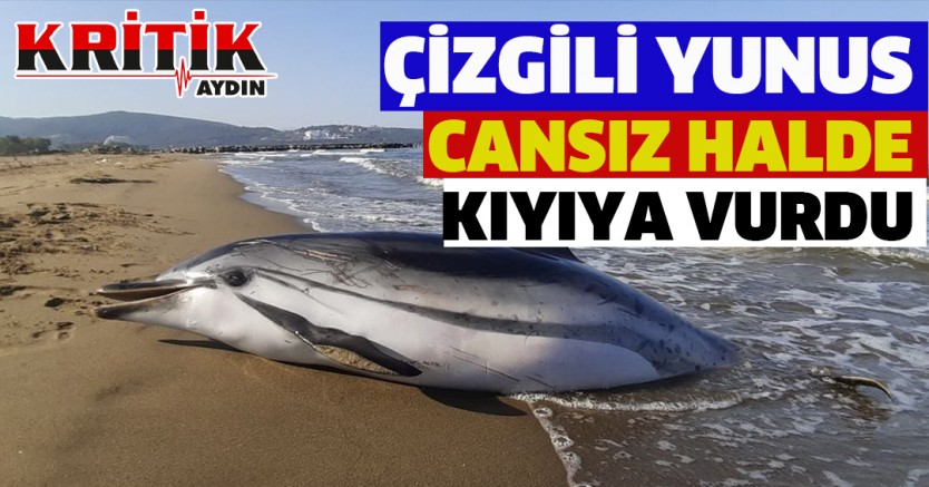 Çizgili Yunus Cansız Halde Kıyıya Vurdu