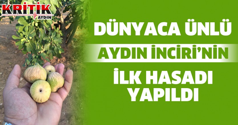 Dünyaca ünlü Aydın İnciri'nin ilk hasadı yapıldı