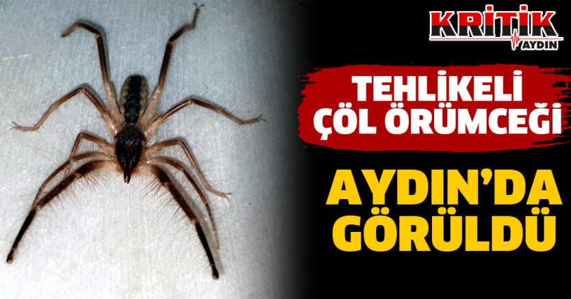 Tehlikeli Çöl Örümceği Aydın'da Görüldü