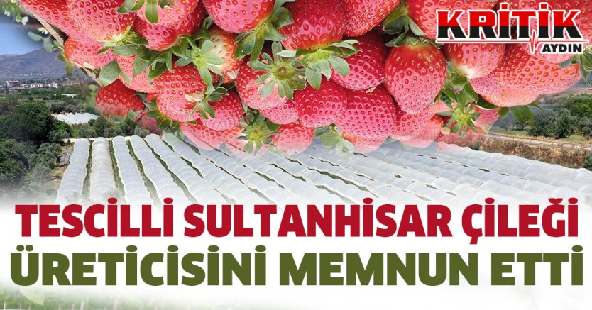 Tescilli Sultanhisar Çileği Üreticisini Memnun Etti